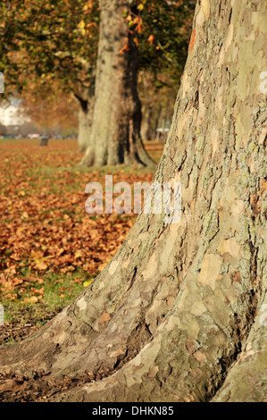 Les troncs d'arbres entouré de feuilles mortes. Banque D'Images
