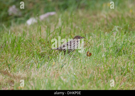 Pipit de la Petchora Anthus gustavi, Shetland, Scotland, UK Banque D'Images