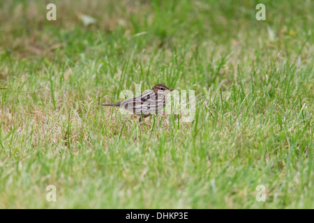 Pipit de la Petchora Anthus gustavi, Shetland, Scotland, UK Banque D'Images