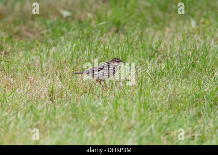 Pipit de la Petchora Anthus gustavi, Shetland, Scotland, UK Banque D'Images