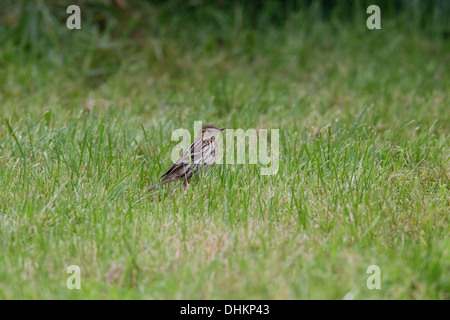 Pipit de la Petchora Anthus gustavi, Shetland, Scotland, UK Banque D'Images