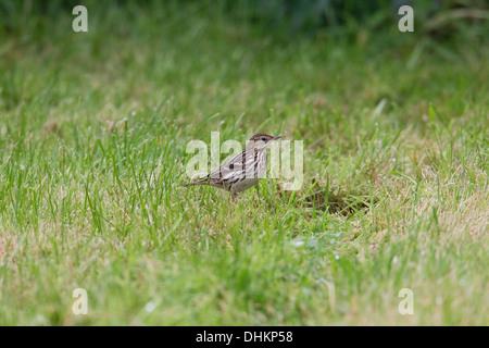 Pipit de la Petchora Anthus gustavi, Shetland, Scotland, UK Banque D'Images