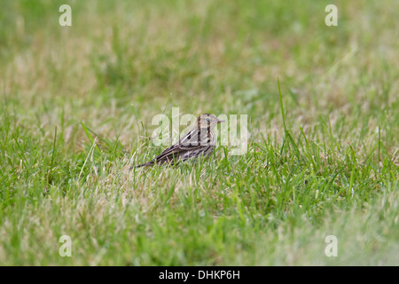 Pipit de la Petchora Anthus gustavi, Shetland, Scotland, UK Banque D'Images