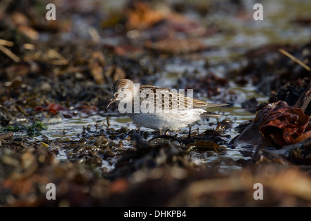 Bécasseau à croupion blanc (Calidris fuscicollis), Shetland, Scotland, UK Banque D'Images