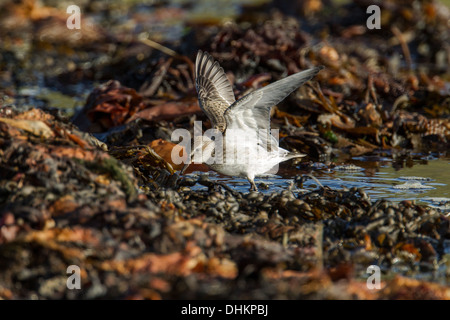 Bécasseau à croupion blanc (Calidris fuscicollis), Shetland, Scotland, UK Banque D'Images