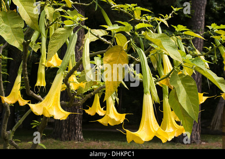 Angel's Trumpet (anges) Banque D'Images