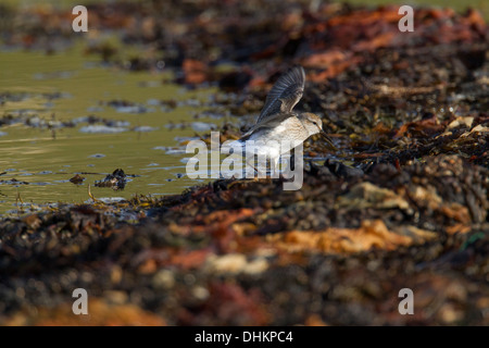 Bécasseau à croupion blanc (Calidris fuscicollis), Shetland, Scotland, UK Banque D'Images