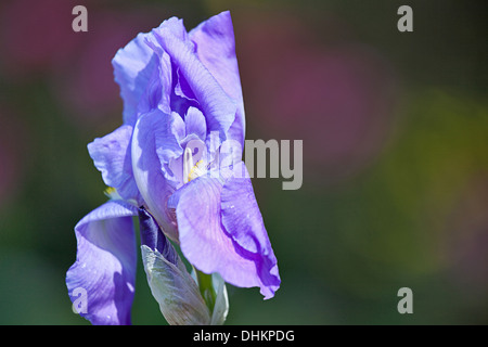 Le Dragon Flower Banque D'Images