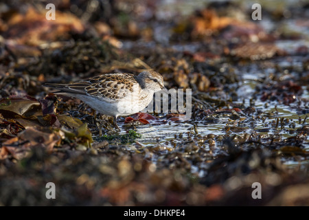 Bécasseau à croupion blanc (Calidris fuscicollis), Shetland, Scotland, UK Banque D'Images