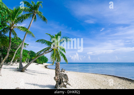 Palmier penché au-dessus de la plage tropicale Banque D'Images