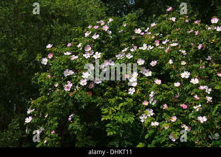 Dog Rose, rosa canina, Rosaceae Banque D'Images