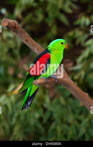 Red winged parrot (Aprosmictus erythropterus) dans la réserve de Newcastle Blackbutt. Banque D'Images