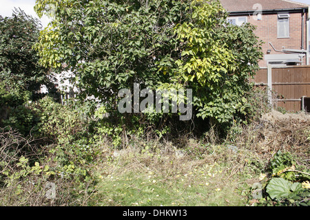 Jardin de lilas Syringa vulgaris Banque D'Images