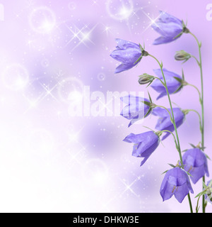 Belles fleurs bleu campanula Banque D'Images