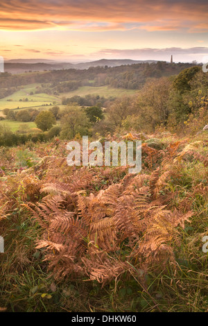 Photographie de Bracken pris du milieu de l'Hill sur les collines de Malvern, Herefordshire, au coucher du soleil à Eastnor vers. Banque D'Images
