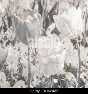 De belles fleurs de printemps Banque D'Images