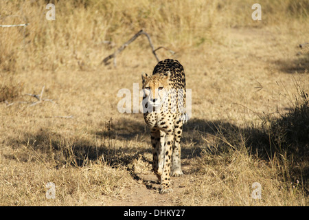 Le guépard sur le vagabondage dans la partie nord de la concession de l'Londolozi Sabi Sands Game Reserve Banque D'Images