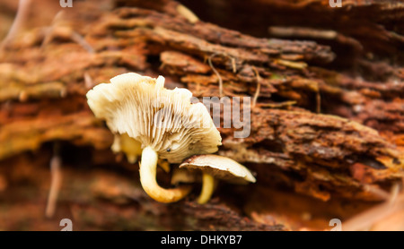 Toadstool poussant sur un arbre tombé dans la forêt Banque D'Images