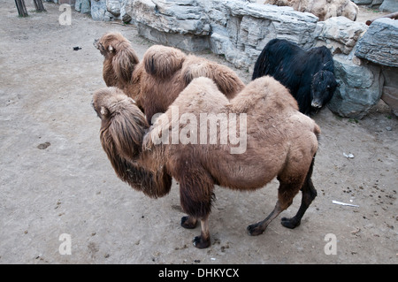 Camelus bactrianus connu sous le nom de branche ou chameau de Bactriane et domestiques, Yak à Beijing Zoo, Dongcheng District, Beijing, Chine Banque D'Images