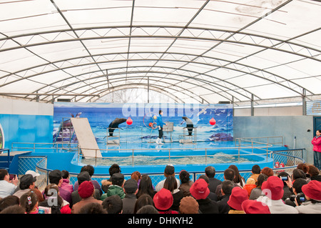 Le spectacle à Beijing Gongti Richina Underwater World aussi appelé Blue Zoo de Beijing, Chine Banque D'Images