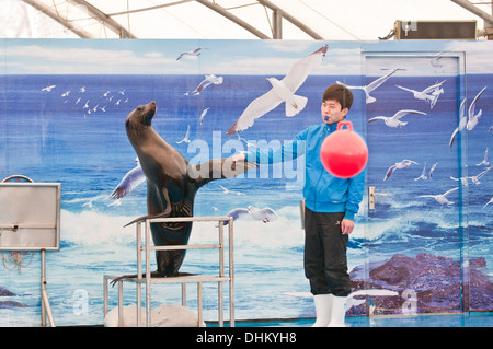 Le spectacle à Beijing Gongti Richina Underwater World aussi appelé Blue Zoo de Beijing, Chine Banque D'Images