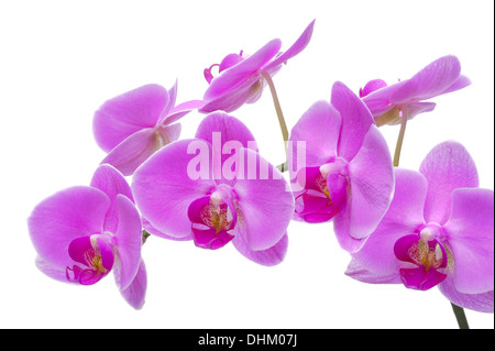 Orchid bloom sur fond blanc Banque D'Images