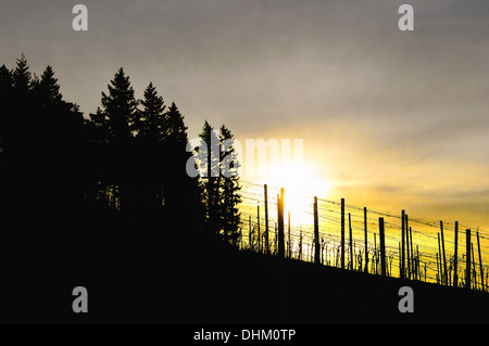 Dans le coucher du soleil dans les vignes Banque D'Images