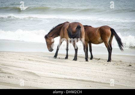 Chevaux sauvages sur la plage au nord de 100 dans les Outer Banks de Caroline du Nord. Banque D'Images