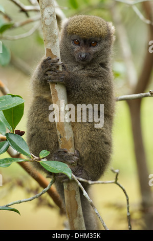 L'est moindre, hapalémur Hapalemur griseus, Vakona Forest Reserve, Parc National Mantadia Andasibe, Madagascar Banque D'Images