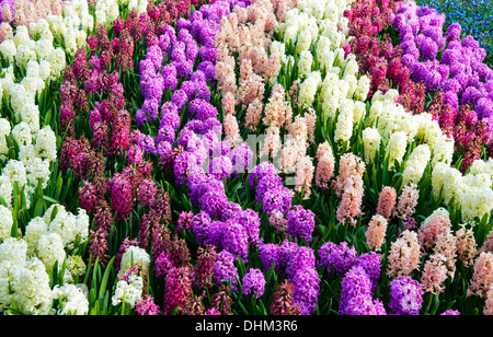 Domaine de jacinthes dans les Pays-Bas à la jardins de Keukenhof lisse 2013 Banque D'Images