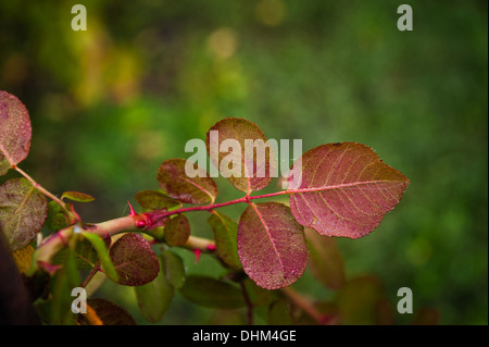 Feuilles de Rose rouge Banque D'Images
