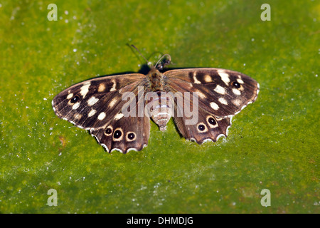 Image d'une Macro papillon bois mouchetée (Pararge aegeria). Banque D'Images