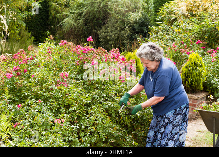 Jardinier dame vide les rosiers arbustes en août UK Banque D'Images