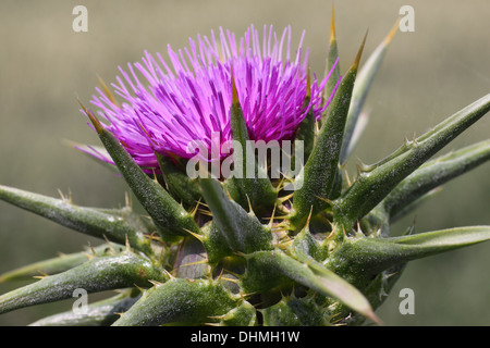 Fleur de Chardon Banque D'Images