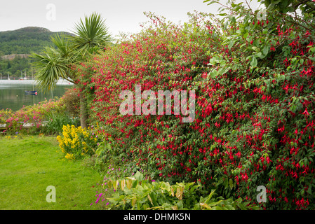 Une couverture à fleurs fuchsia hardy dans un petit jardin en Ecosse UK Banque D'Images