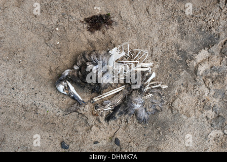 Photo d'un oiseau en décomposition sur une plage Banque D'Images