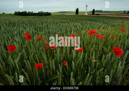 Les coquelicots se près de Rancourt cimetière militaire sur le champ de bataille de la Somme, France. Rancourt, Département de la Somme, Picardie, France Banque D'Images