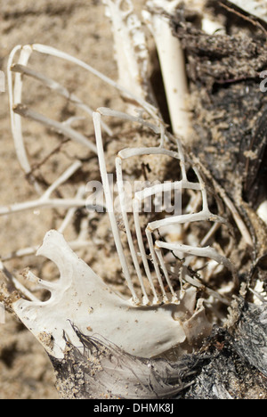 Détail de l'aile d'un squelette d'oiseau en décomposition on beach Banque D'Images