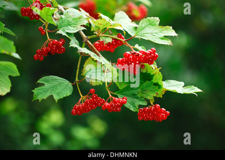 De belles baies rouge rose guelder UK Banque D'Images