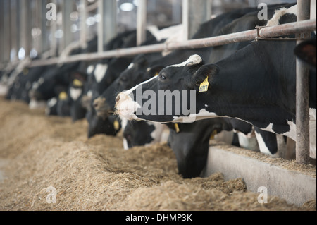 L'alimentation des vaches dans une étable intérieure stall Banque D'Images