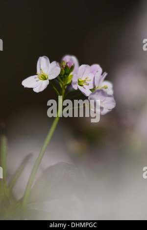 Une délicate lady's smock ou cardamine des UK Banque D'Images