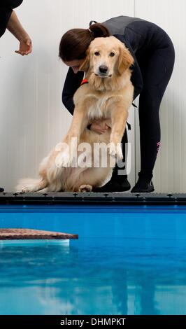 Isernhagen, Allemagne. Le 05 août, 2013. Physiothérapeute Anne-Marie Bestehorn Animaux chien et Aaron sont sur le point de sauter dans une piscine à Isernhagen, Allemagne, 05 septembre 2013. L'eau est l'élément idéal pour une joint-friendly traitement après un accident ou une opération. À la fin de cette forme de thérapie est proposée pour les animaux près de Hanovre. Photo : JULIAN STRATENSCHULTE/dpa/Alamy Live News Banque D'Images