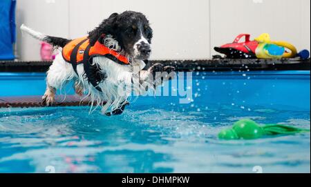 Isernhagen, Allemagne. Le 05 août, 2013. Lulu chien saute dans une piscine à Isernhagen, Allemagne, 05 septembre 2013. L'eau est l'élément idéal pour une joint-friendly traitement après un accident ou une opération. À la fin de cette forme de thérapie est proposée pour les animaux près de Hanovre. Photo : JULIAN STRATENSCHULTE/dpa/Alamy Live News Banque D'Images
