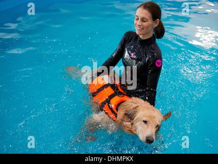 Isernhagen, Allemagne. Le 05 août, 2013. Physiothérapeute Anne-Marie Bestehorn Animaux chien nage avec Aaron dans une piscine à Isernhagen, Allemagne, 05 septembre 2013. L'eau est l'élément idéal pour une joint-friendly traitement après un accident ou une opération. À la fin de cette forme de thérapie est proposée pour les animaux près de Hanovre. Photo : JULIAN STRATENSCHULTE/dpa/Alamy Live News Banque D'Images