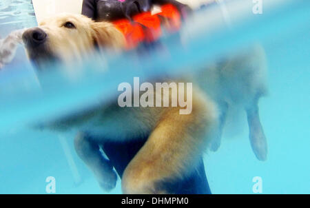 Isernhagen, Allemagne. Le 05 août, 2013. Physiothérapeute Anne-Marie Bestehorn Animaux chien nage avec Aaron dans une piscine à Isernhagen, Allemagne, 05 septembre 2013. L'eau est l'élément idéal pour une joint-friendly traitement après un accident ou une opération. À la fin de cette forme de thérapie est proposée pour les animaux près de Hanovre. Photo : JULIAN STRATENSCHULTE/dpa/Alamy Live News Banque D'Images