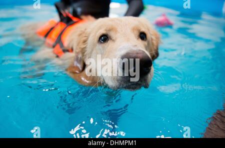 Isernhagen, Allemagne. Le 05 août, 2013. Physiothérapeute Anne-Marie Bestehorn Animaux chien nage avec Aaron dans une piscine à Isernhagen, Allemagne, 05 septembre 2013. L'eau est l'élément idéal pour une joint-friendly traitement après un accident ou une opération. À la fin de cette forme de thérapie est proposée pour les animaux près de Hanovre. Photo : JULIAN STRATENSCHULTE/dpa/Alamy Live News Banque D'Images