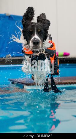 Isernhagen, Allemagne. Le 05 août, 2013. Lulu chien saute dans une piscine à Isernhagen, Allemagne, 05 septembre 2013. L'eau est l'élément idéal pour une joint-friendly traitement après un accident ou une opération. À la fin de cette forme de thérapie est proposée pour les animaux près de Hanovre. Photo : JULIAN STRATENSCHULTE/dpa/Alamy Live News Banque D'Images