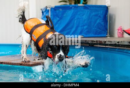 Isernhagen, Allemagne. Le 05 août, 2013. Lulu chien saute dans une piscine à Isernhagen, Allemagne, 05 septembre 2013. L'eau est l'élément idéal pour une joint-friendly traitement après un accident ou une opération. À la fin de cette forme de thérapie est proposée pour les animaux près de Hanovre. Photo : JULIAN STRATENSCHULTE/dpa/Alamy Live News Banque D'Images