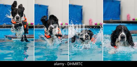 Isernhagen, Allemagne. Le 05 août, 2013. COMBO - Cooper chien saute dans une piscine à Isernhagen, Allemagne, 05 septembre 2013. L'eau est l'élément idéal pour une joint-friendly traitement après un accident ou une opération. À la fin de cette forme de thérapie est proposée pour les animaux près de Hanovre. Photo : JULIAN STRATENSCHULTE/dpa/Alamy Live News Banque D'Images