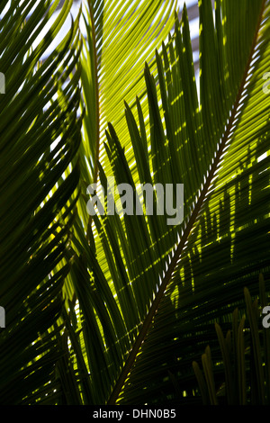 Frondes vert du Cycas revoluta cycas Banque D'Images